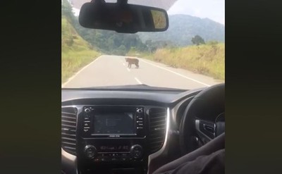 開車到一半...突遇野生馬來亞虎逛馬路　他驚喜：從沒看過