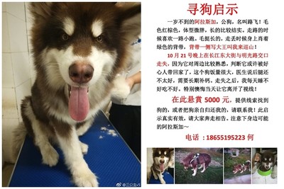 男友不牽繩「弄丟雪橇犬」　女友重金尋：狗找不到，男友也不要！