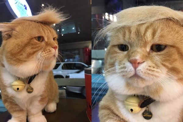 主子「自产头毛」厌世扮川普 网一看笑翻:太像了啦!