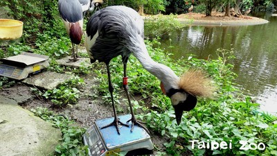 動物園3灰頸冠鶴寶寶乖乖站上磅秤：自己的體重自己量！