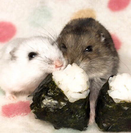 2仓鼠「吃荞麦」比赛 激动派选手秒嗑光还抢敌人食物!