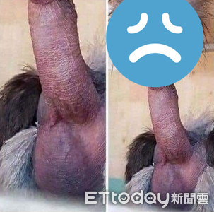 差點被騙！動物照片裁切引邪惡遐想　網笑翻：真正雞巴臉