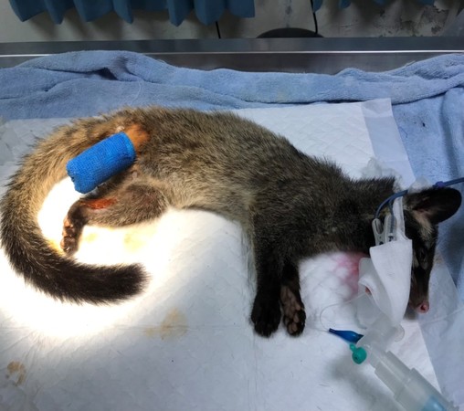 跛脚白鼻心路上哀嚎 动保员紧急救援顺利回归山林