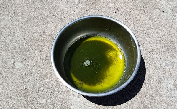 狗狗的水碗长青苔.