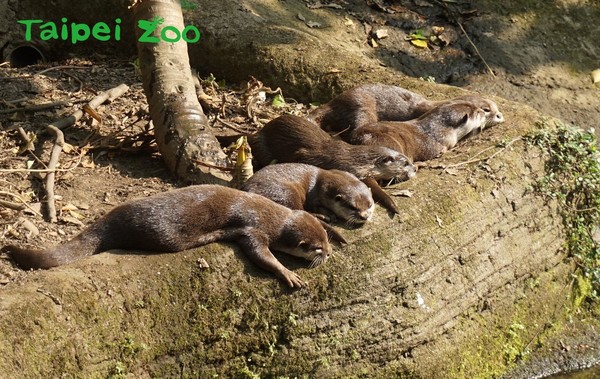 ettoday寵物雲 動物保育救援 臺北市立動物園今早表示,小爪水獺寶寶們