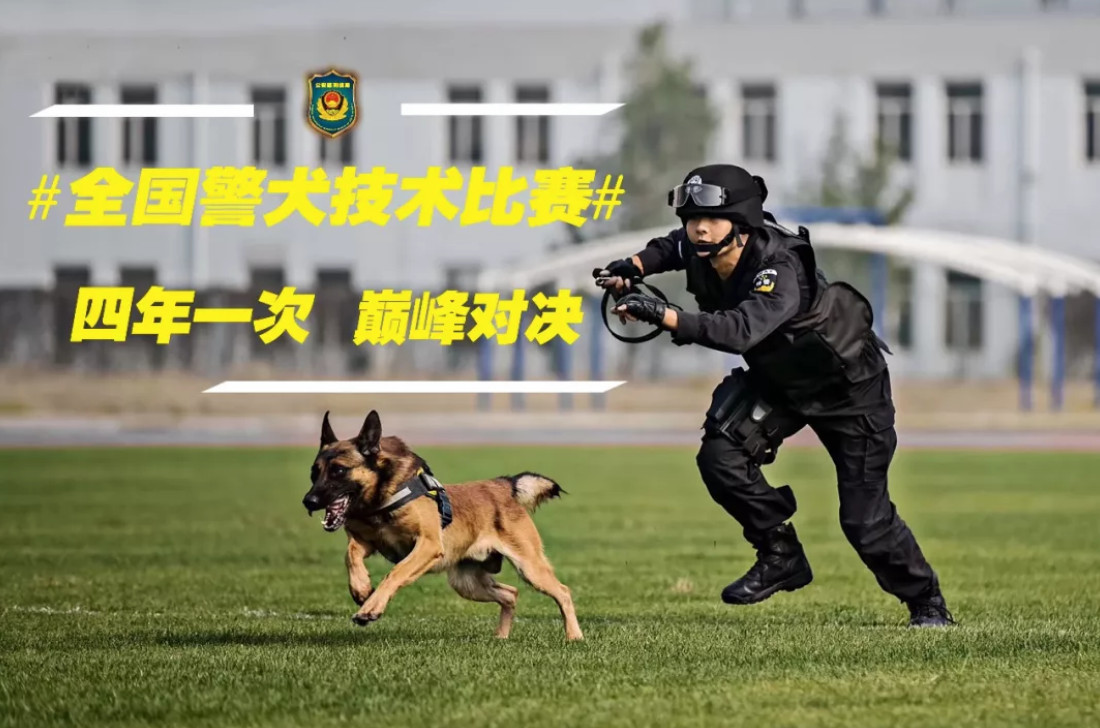 ▼全国警犬技术比赛警犬超萌.(图/翻摄自公安部刑侦局微博)
