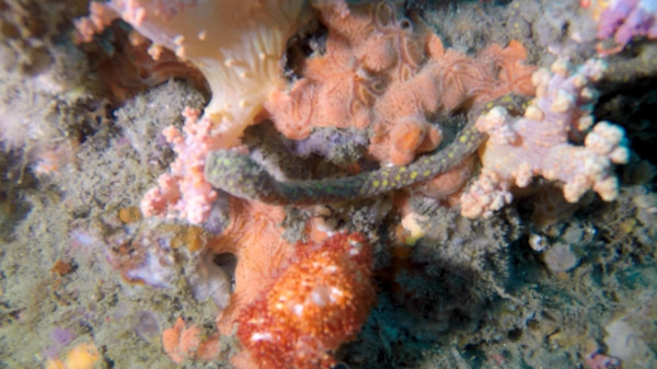 水下摄影直击「15cm龙女簪」