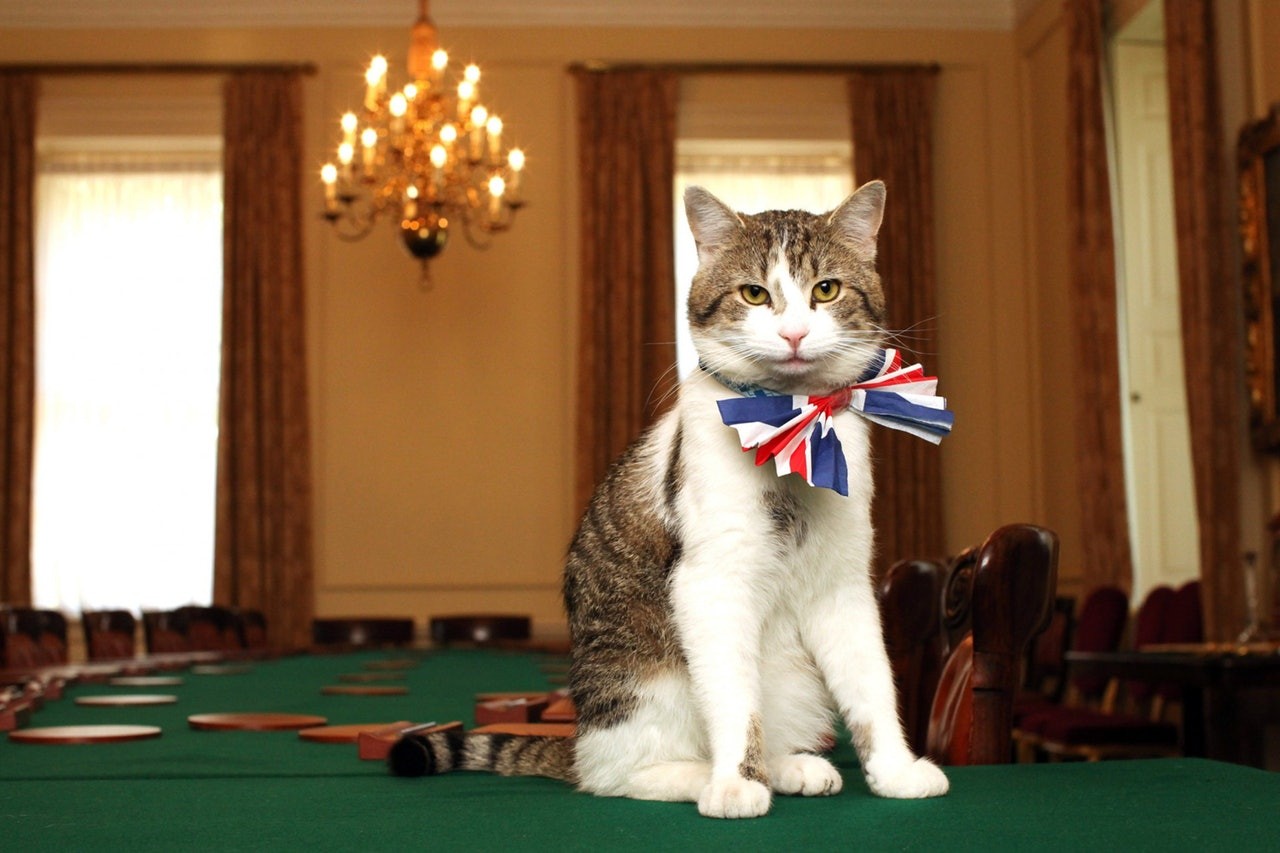 「英国第一猫」被困首相府外 坐等奴才开大门 驻警目睹默默帮敲敲