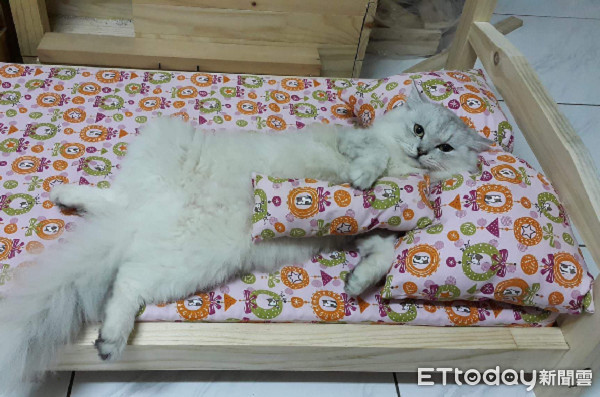 ▲爸為搶食貓咪打造「隔板餐桌」。（圖／網友吳佳憲授權提供）