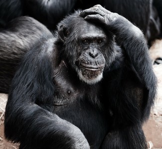 黑猩猩越來越「笨」？人類衝擊　各種生活技能正在失傳