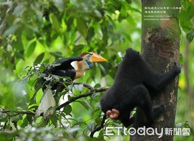 3月大「皺盔犀鳥」初站枝頭　及時振翅躲過無尾猴捕捉