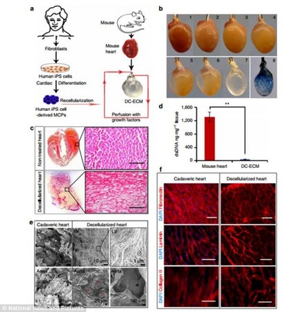 人类干细胞 培养出会跳动的老鼠心脏!