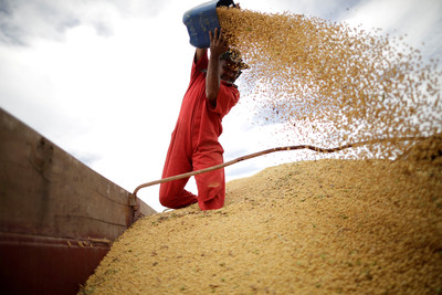 彭博：中國再次「停購美國大豆」　關稅戰升級美中關係緊張