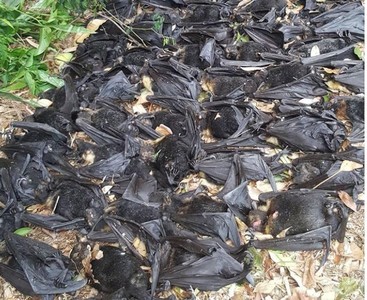 澳洲飆破45度高溫 5500蝙蝠被烤熟掉落 像恐怖電影