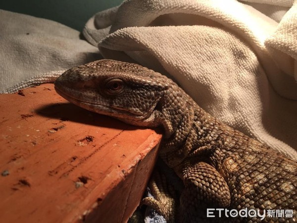 ▲▼草原巨蜥外表冷酷卻黏人　暖心「給摸」成功抓住主人心。（圖／網友Lin Sh-Qing提供）
