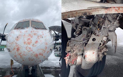 坦尚尼亞客機遇鳥襲「浴血降落」　起落架卡滿屍塊如絞肉機