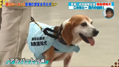 超萌檢疫犬成功攔下10kg豬肉　陸大媽被沒收大鬧日本機場