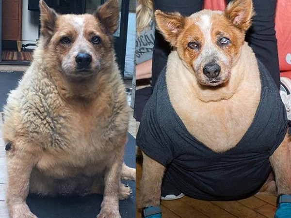 严重肥胖导致狗狗关节损伤,脊椎承受相当大的重量