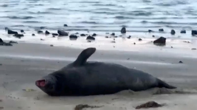 漁獲量下降　6隻無辜小海豹遭斬首棄屍紐西蘭