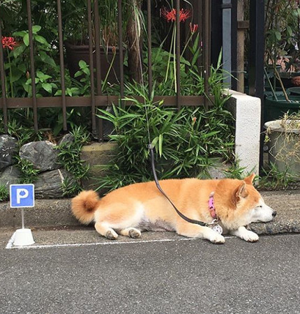 柴犬在专属停车格内趴好趴满(图/翻摄自instagram@ponsan