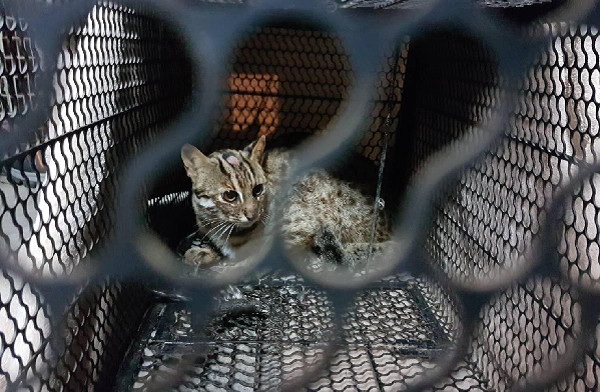 加裝誘捕籠想要逮住這名兇手,卻意外發現犯人竟是保育類野生動物石虎