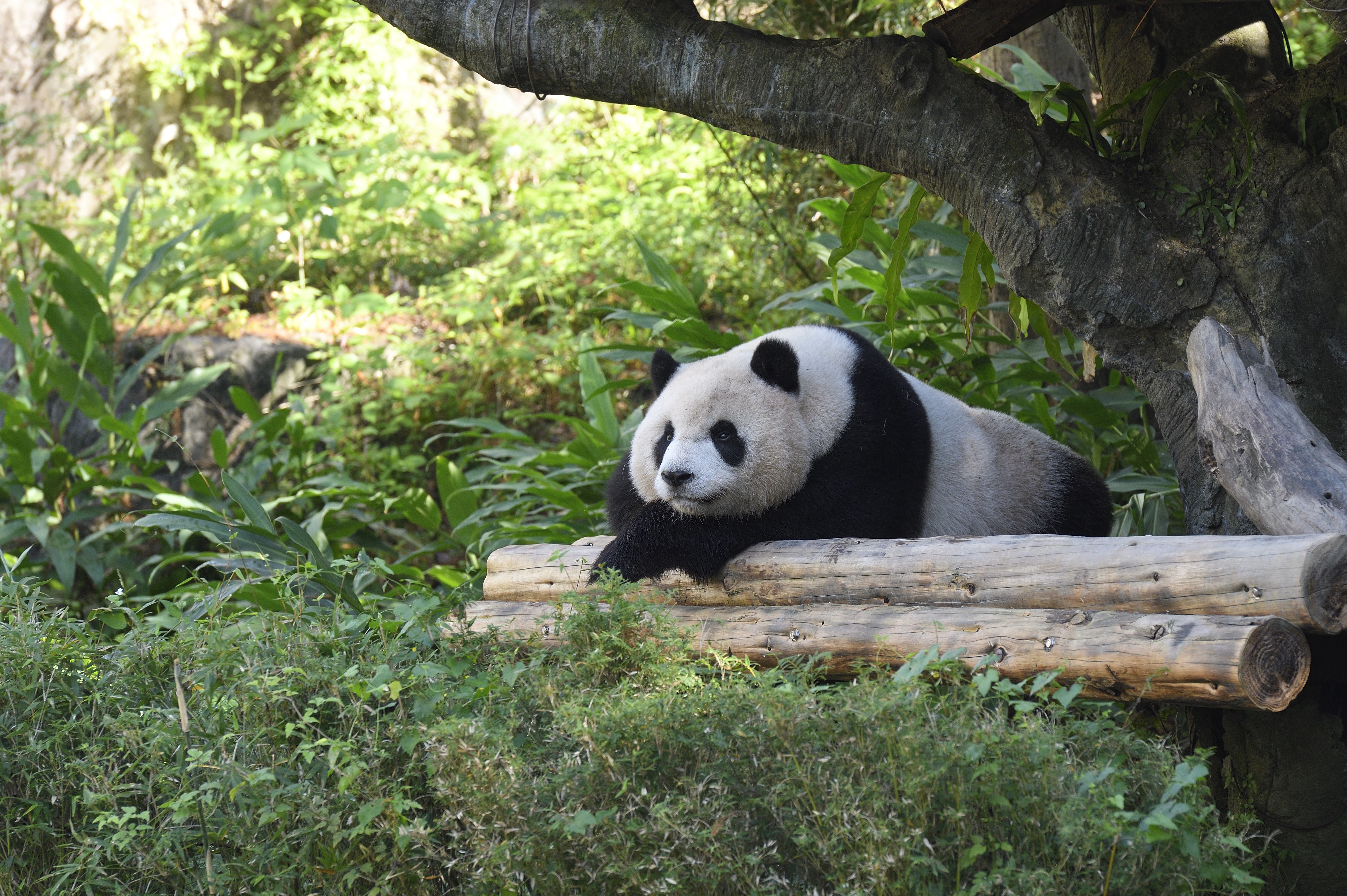 团团「射后不理」爽独居 圆圆成「单亲妈」顾圆仔