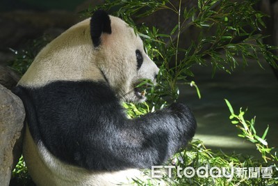 呆萌團團吃水煮蛋「學10天」　嚐一口覺得怪寧願啃竹葉