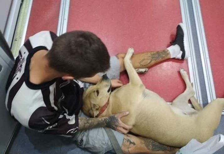▲▼西班牙一位遊民的狗狗被警察開槍射殺。（圖／翻攝自Twitter／@eyre_mella）