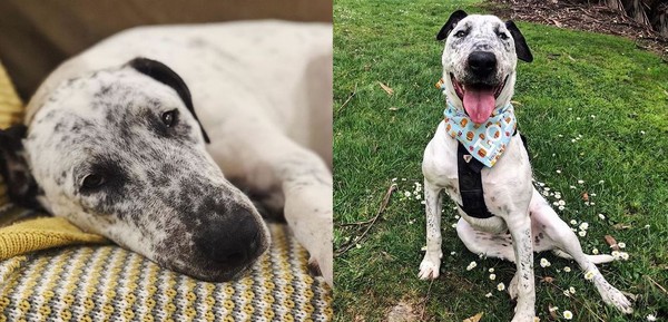 混种牛头11找到永远的妈 悲伤眼神会笑了 | ettoday宠物云 | et