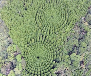日本神秘「杉樹圈」超驚奇！　耗時50年的同心圓作物實驗