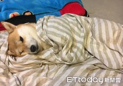 柴犬把自己包裹成「熱狗卷」爽躺床上　網： 我看到一個人形