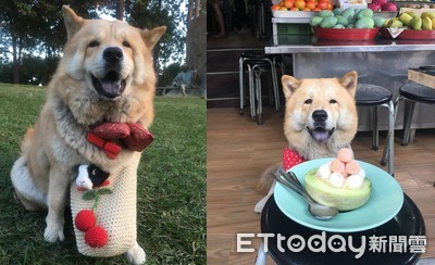 鬆獅犬排隊等上車…　聽司機一句話眼角泛淚落寞走回去