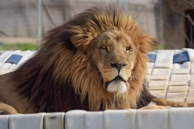 雄獅「逃脫柵欄」咬死上班2周22歲女員工　當場遭擊斃