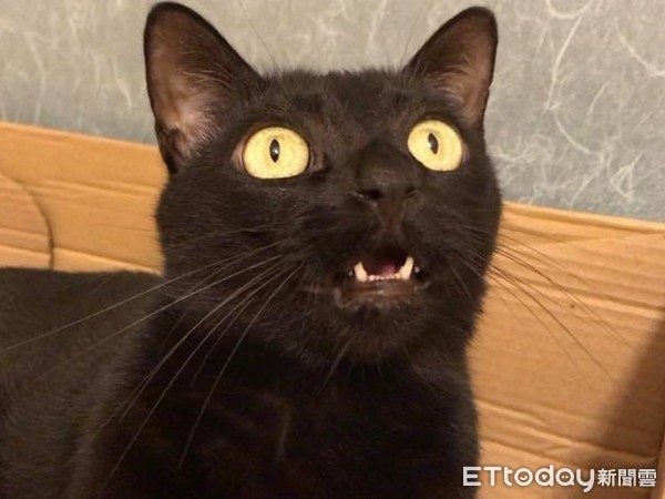 黑脸猫表情包图片