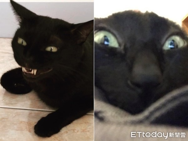 猫表情包 黑人图片