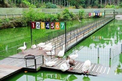 50元玩整天!嘉義綠盈牧場別錯過賽鵝場、牽牛花溜滑梯