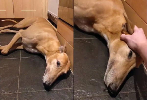 狗狗听到鞭炮声吓到发抖.(图/翻摄自fiona macfarlane脸书)