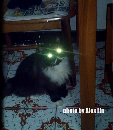 至於猫咪的眼睛为何会在暗处中发亮?
