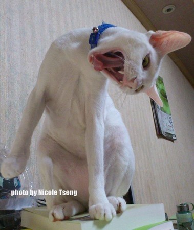 猫咪灵异照片大赛 胆小怕猫者勿入!