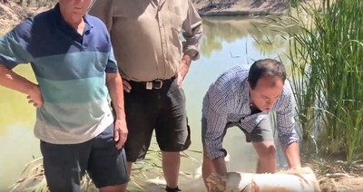 澳洲前議員捧死魚受訪　味道太臭當場發出「連環嘔吐聲」