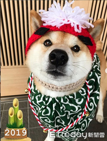 柴犬在寒冬中大跳「踢踏舞」.(图/翻摄自imstagram@meme18aiai)