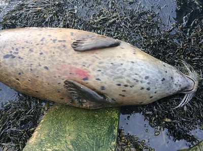 兩頭懷孕3個月海豹慘遭射殺　英國動保團體懸賞緝兇