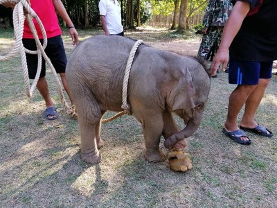 大象寶寶遭遺棄森林「繩深陷腳踝」骨頭外露　獲救截肢走了