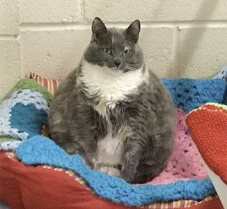 「瘦」不了！7.7公斤 英最肥流浪貓 4度被送回收容所