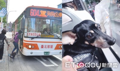 狗狗公車來了！大夥兒興奮跳上車　飼主第一次搭669：好方便