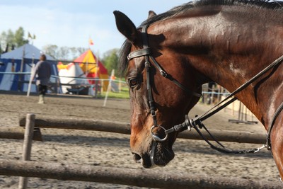 地獄農場21匹死馬腐爛　唯一活狗枯瘦和同伴屍體關一起