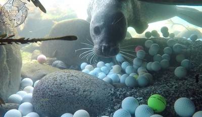 海底「一片白」爆滿高爾夫球…海豹悲鳴　高中生2年撈出5萬顆