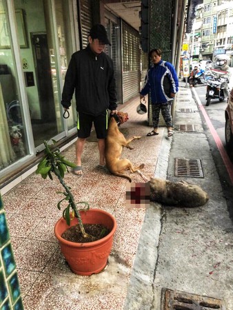 ▲ 基隆比特犬當街虐殺流浪狗「頭破血流」？ 網友激憤痛批「太殘忍」。（圖／記者郭世賢翻攝）