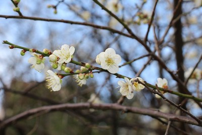 日本新年號首用國書！「令和」典故取自梅花歌　盼人民勇敢盛開