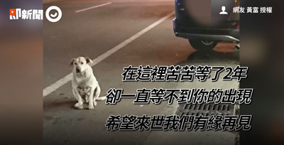 超商白狗車禍安樂死！徐文良暴怒「死的真冤枉」：還在消費生命